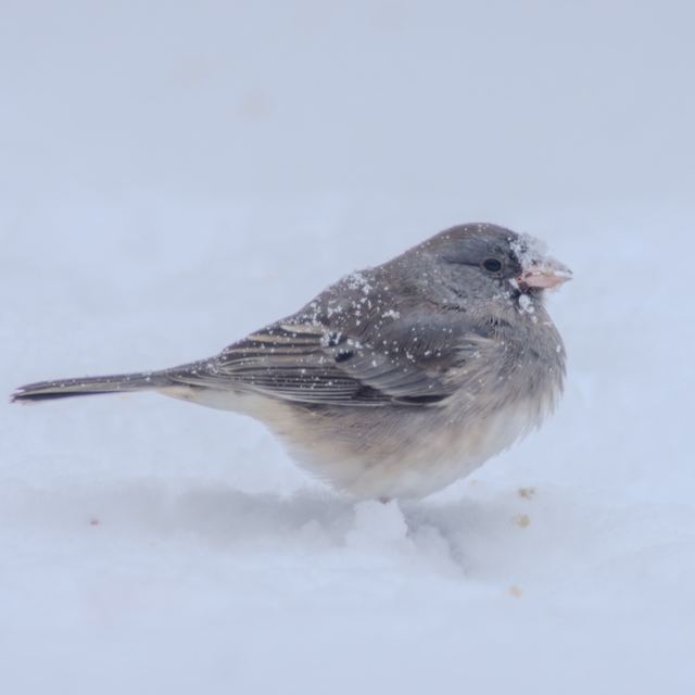 Dark-eyed Junco