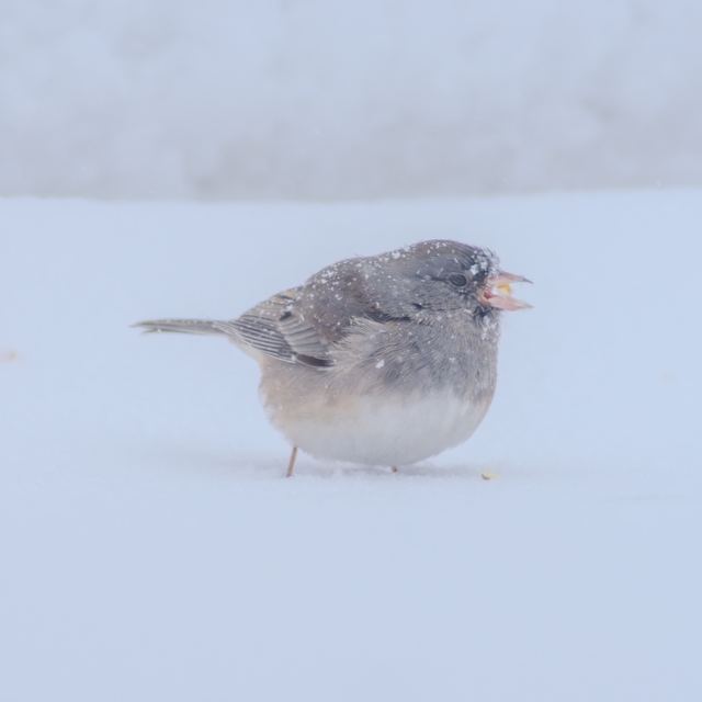 Dark-eyed Junco