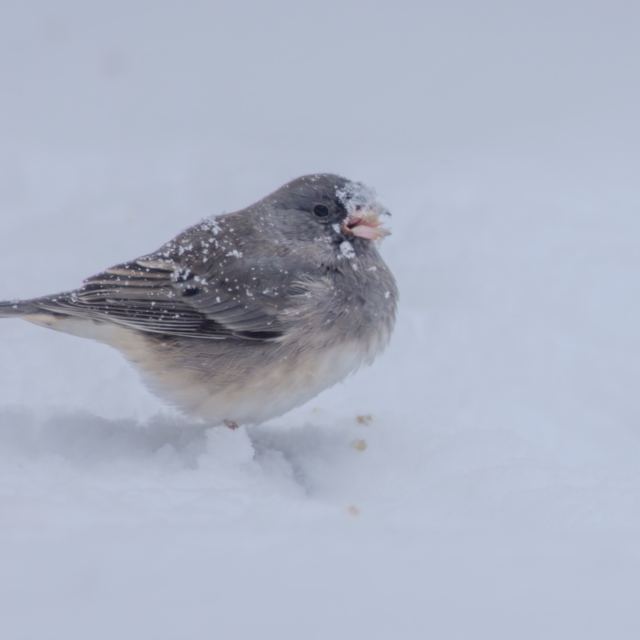 Dark-eyed Junco
