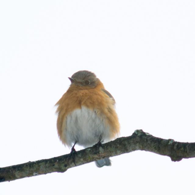 Eastern Bluebird