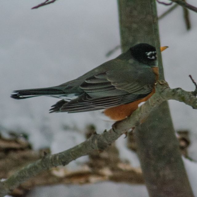 American Robin