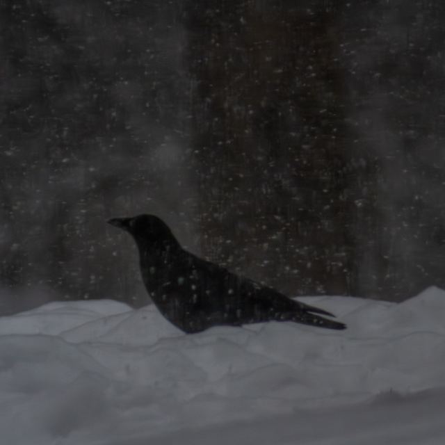 American Crow