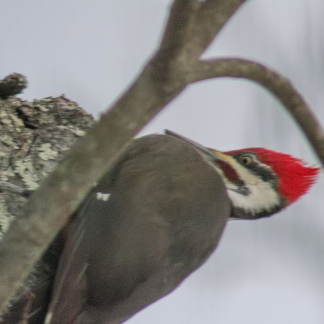 Pileated Woodpecker
