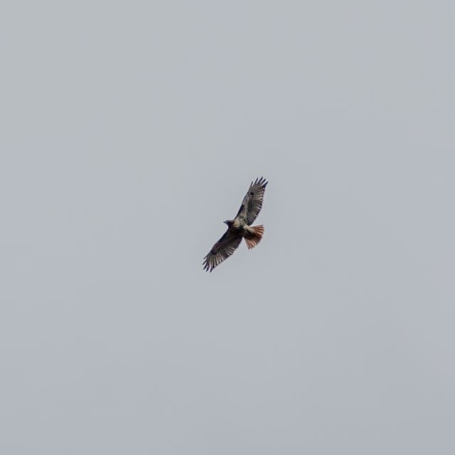 Red-tailed Hawk