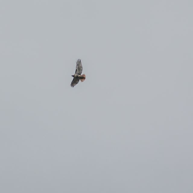 Red-tailed Hawk