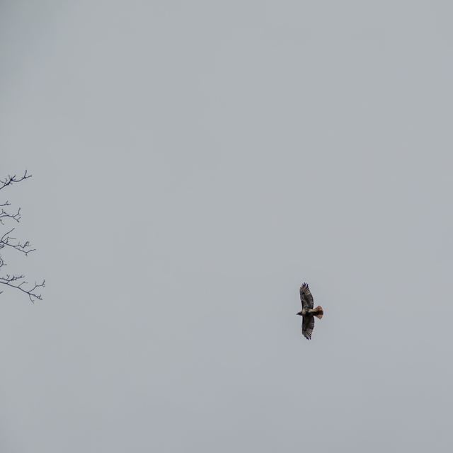 Red-tailed Hawk