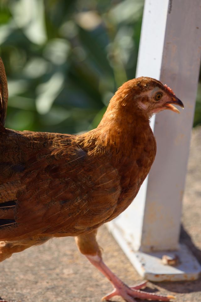Chicken (Domestic)