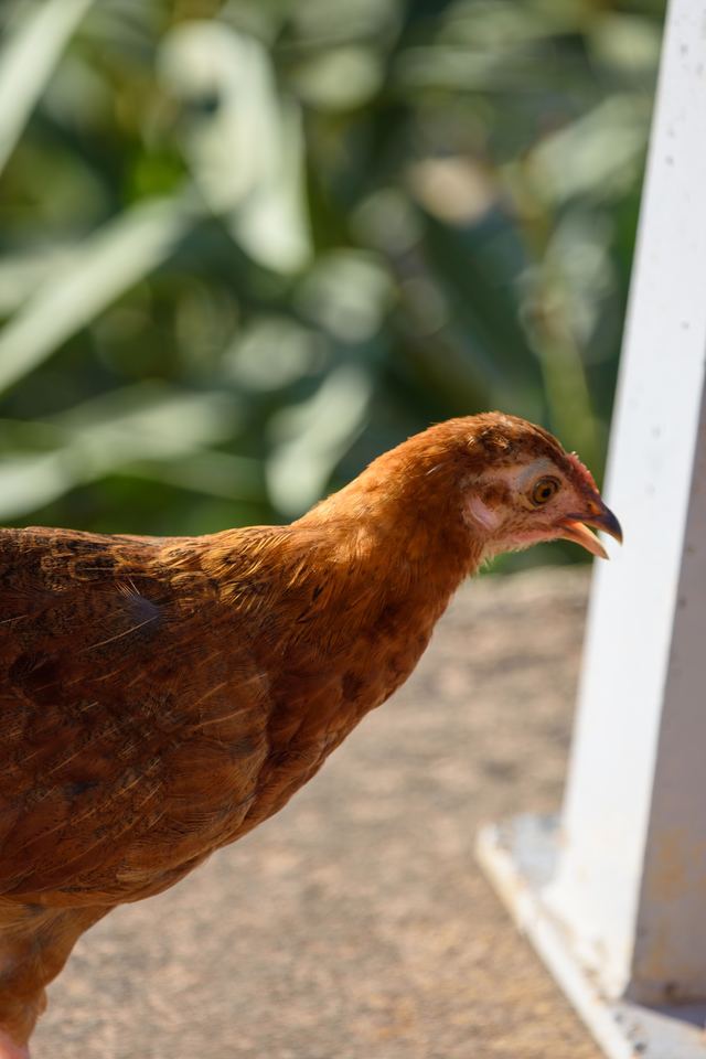 Chicken (Domestic)