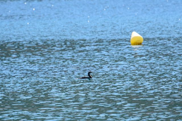 Great Cormorant