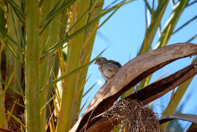 House Sparrow