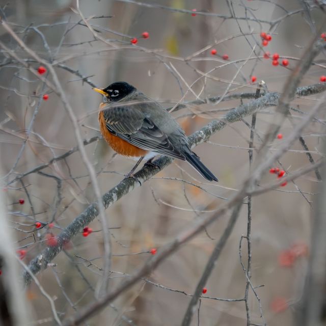 American Robin