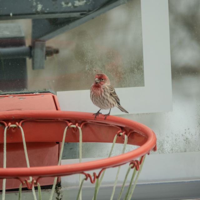 House Finch