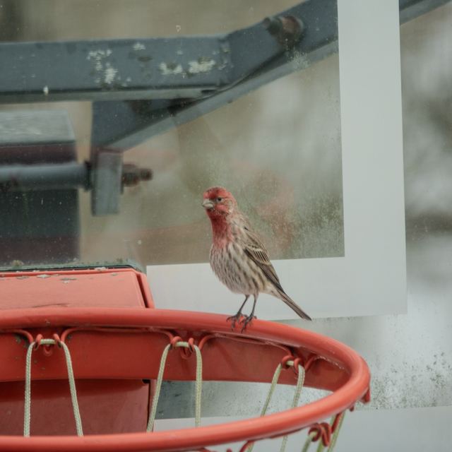House Finch