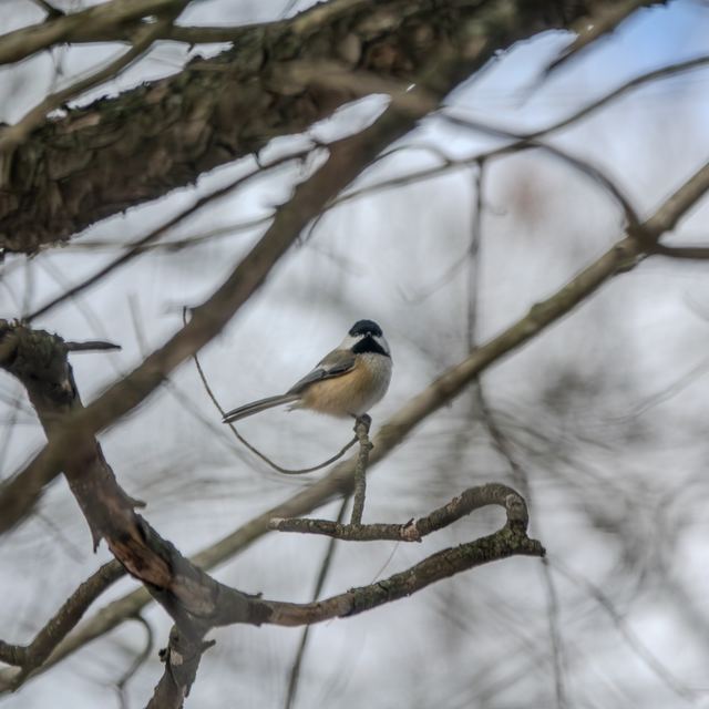 Black-capped Chickadee