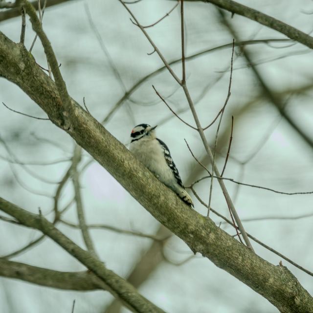 Downy Woodpecker
