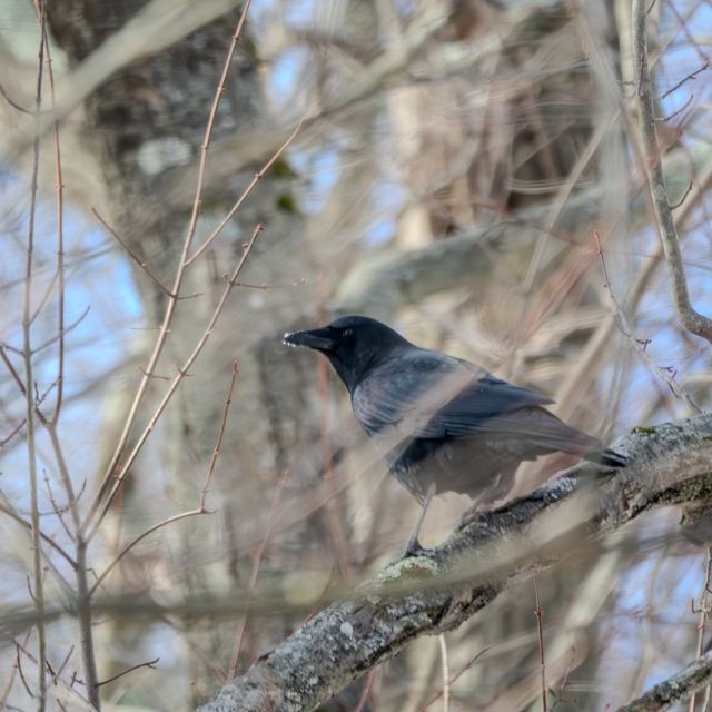 American Crow