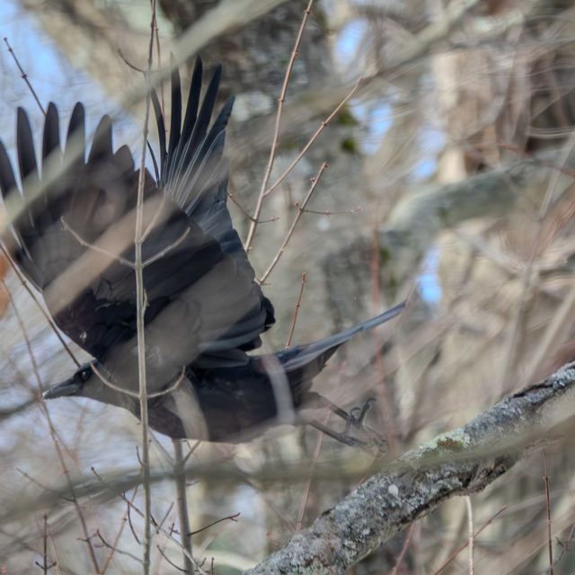 American Crow