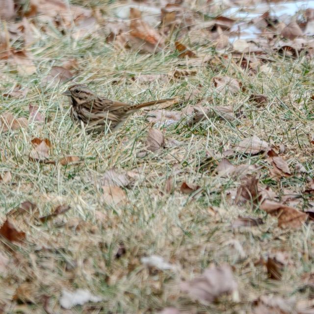 Song Sparrow