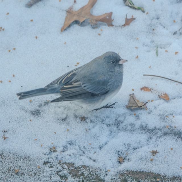 Dark-eyed Junco