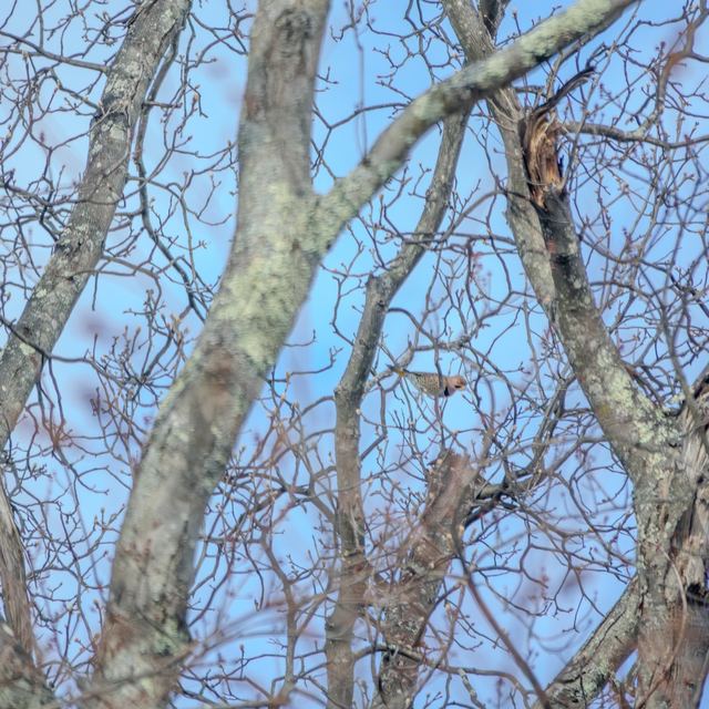 Northern Flicker