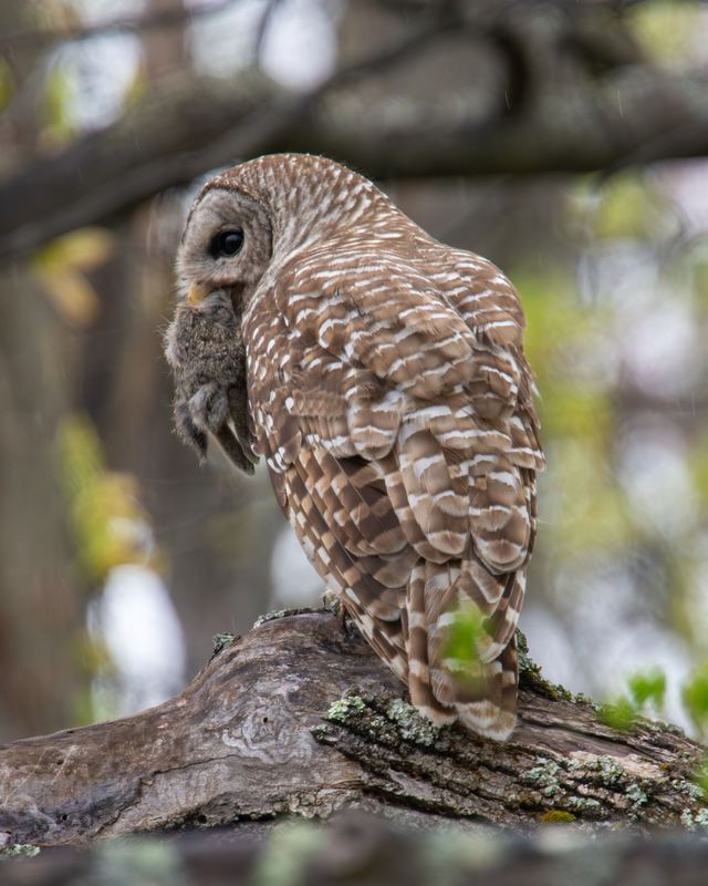 Barred Owl