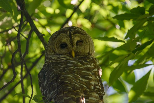 Barred Owl