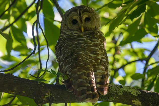 Barred Owl