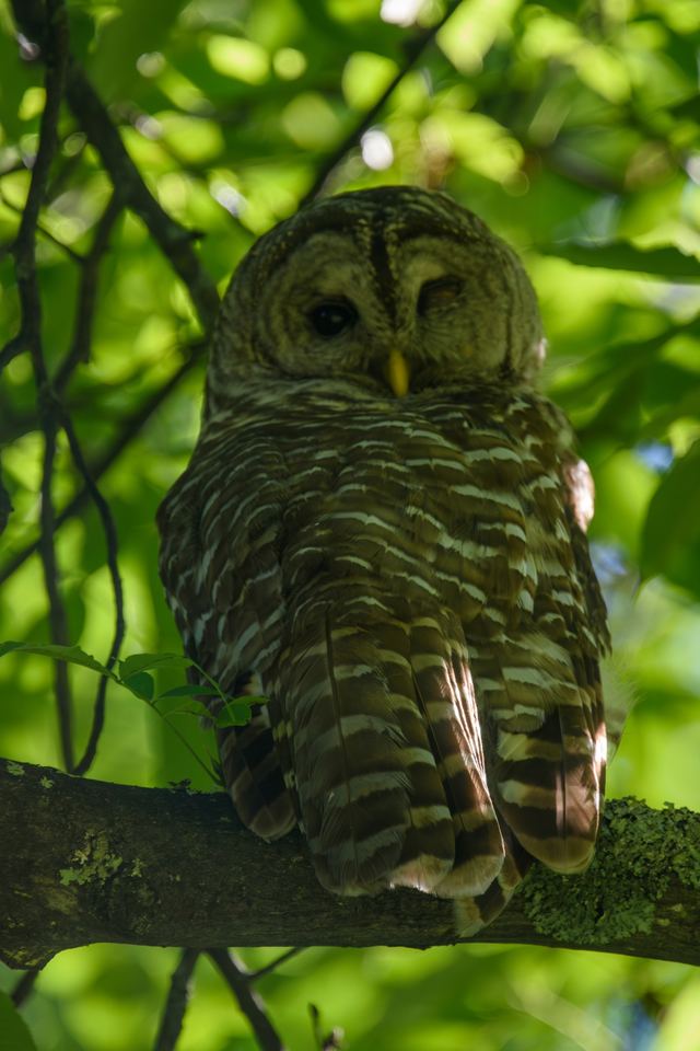 Barred Owl