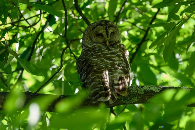 Barred Owl