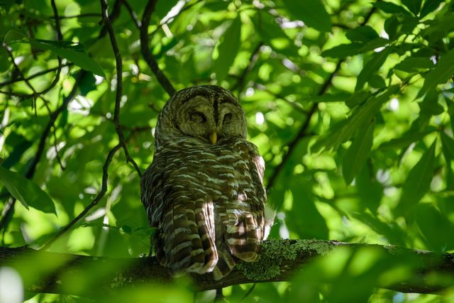 Barred Owl
