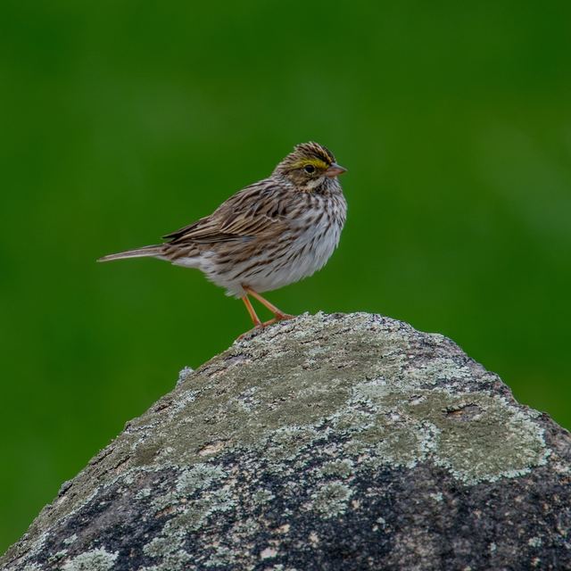 Savannah Sparrow