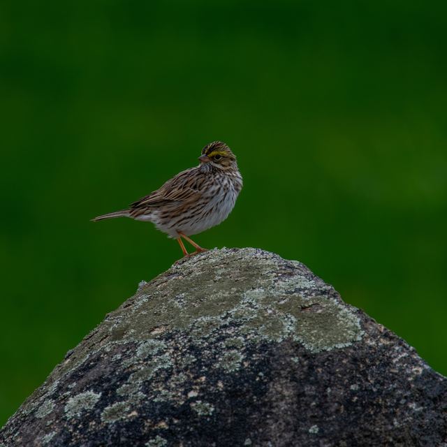 Savannah Sparrow
