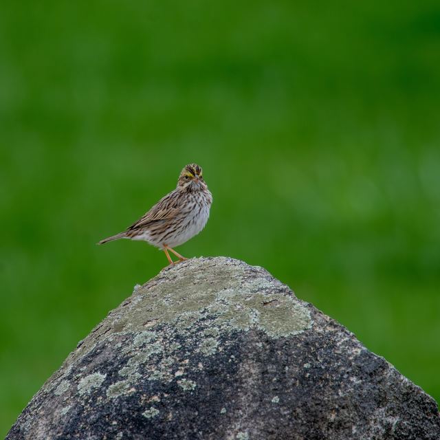 Savannah Sparrow