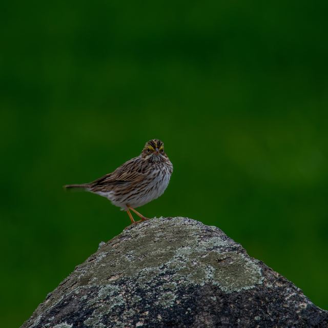 Savannah Sparrow