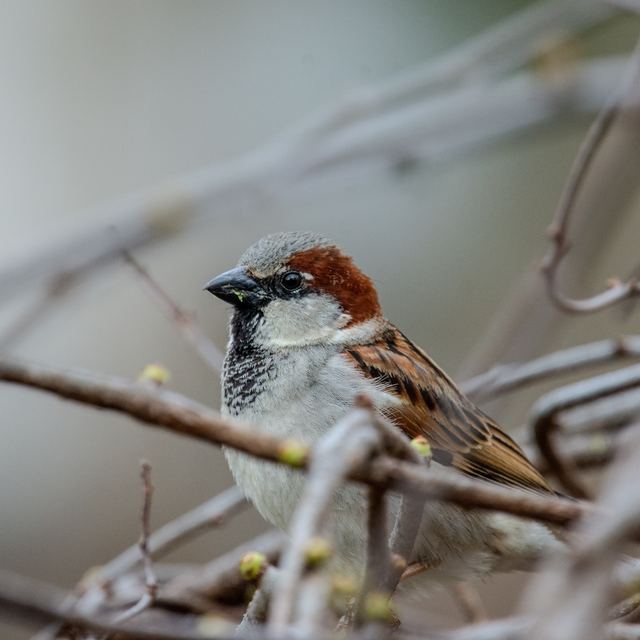 House Sparrow