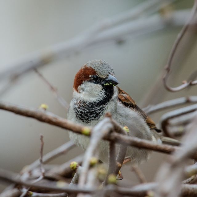 House Sparrow