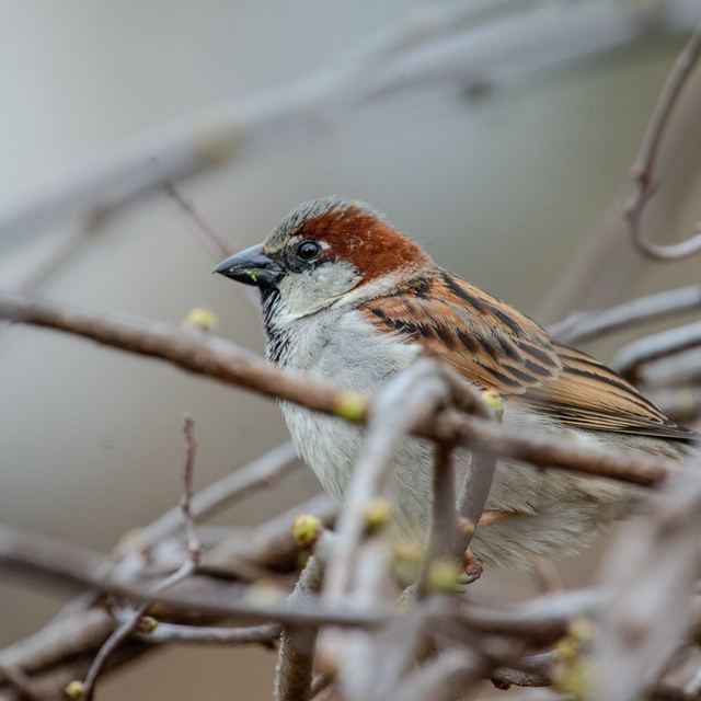 House Sparrow