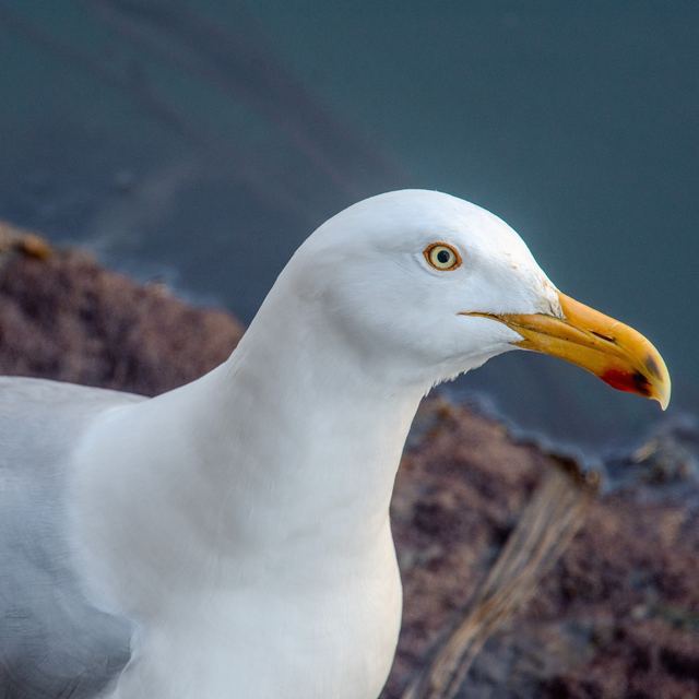 American Herring Gull