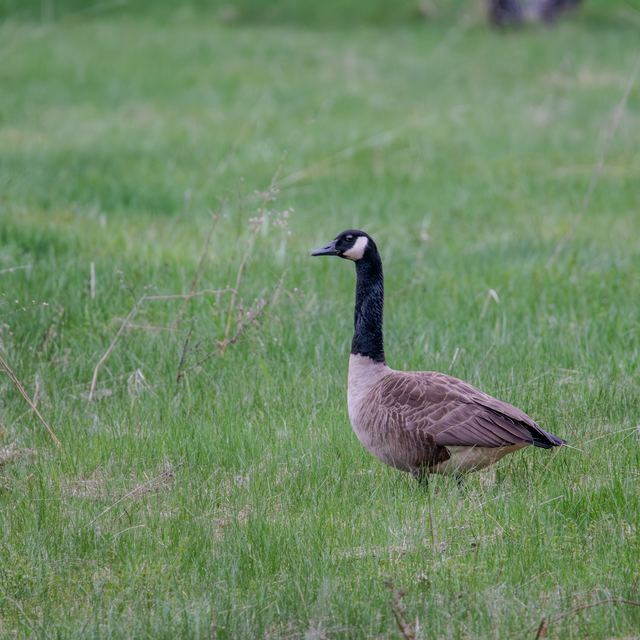 Canada Goose