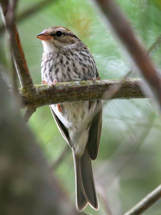 Chipping Sparrow