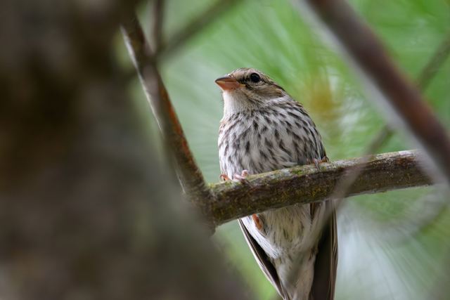 Chipping Sparrow