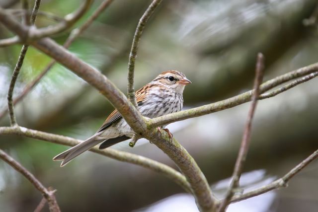 Chipping Sparrow