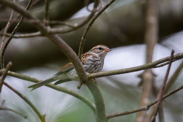 Chipping Sparrow