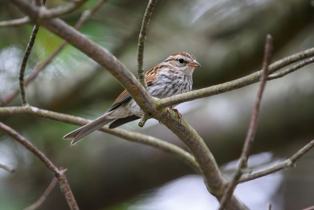 Chipping Sparrow