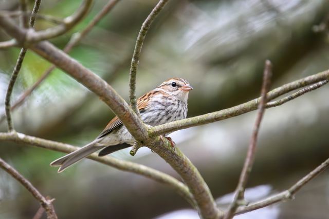 Chipping Sparrow