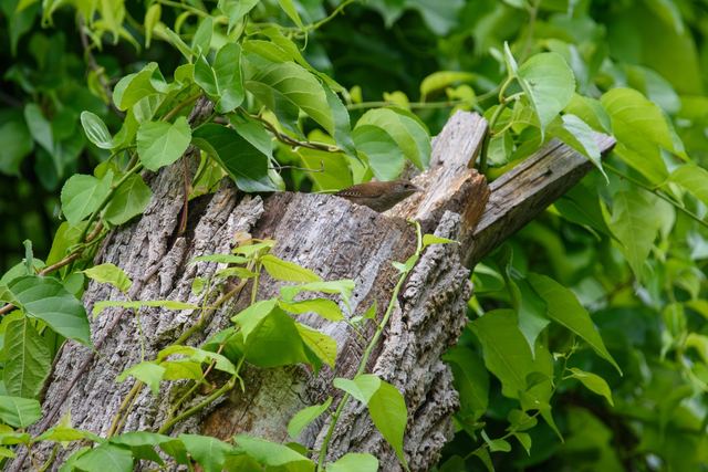 Northern House Wren