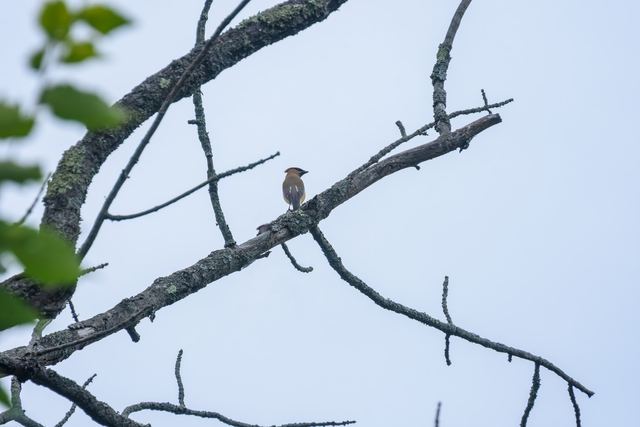 Cedar Waxwing