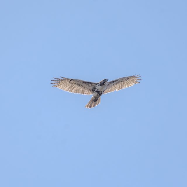 Red-tailed Hawk