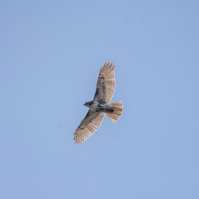 Red-tailed Hawk