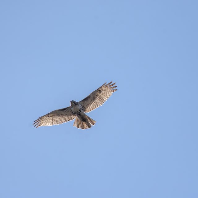 Red-tailed Hawk